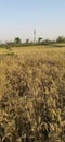 Indian wheat field . Brown field ready to cut