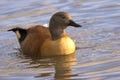 Indian Whistling Duck