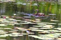 Indian Whistling Duck Swimming in a Pond Royalty Free Stock Photo