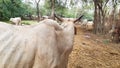 Indian White Cow Back And Horn.