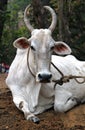 Indian white cow resting on the ground