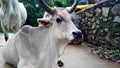 Indian White Cow sitting on Street