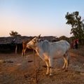 Indian white cow in village