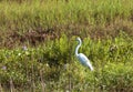 White Egret in Green Field, India