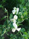 Indian white flower in indian village culture basant environment
