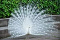 Indian white peacock