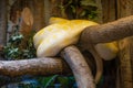 Indian White Python snake, resting on a tree branch Royalty Free Stock Photo