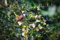 Indian white throated bul but