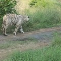 Indian white tiger in mukundpur white tiger safari