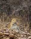 Indian wild adult male leopard or panther portrait on with angry face expressions in wildlife jungle safari at forest of india