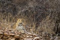 Indian wild adult male leopard or panther portrait on aravalli hills or mountains with angry face expressions in jungle safari at