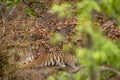 Indian wild adult shy bengal female tiger mother with eye contact in bushes at bandhavgarh national park forest umaria madhya Royalty Free Stock Photo