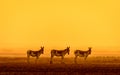 Indian Wild in golden light Royalty Free Stock Photo