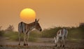 Indian Wild Ass with Calf at Sunset time in Little Rann of Kutch Royalty Free Stock Photo