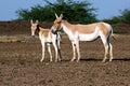 Indian wild ass, Equus hemionus khur female and calf at Little Rann of Kutch a salt marsh in the Thar Desert Royalty Free Stock Photo