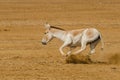 Indian Wild ghudkhur Royalty Free Stock Photo