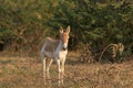 A Wild Ass on the Little Rann of Kutch Royalty Free Stock Photo