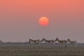 Indian Wild Asses in front of a beautiful setting sun