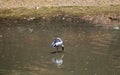 Indian wild birds in lake field