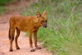 Indian Wild Dog, Cuon alpinus, Nagarhole Tiger Reserve, Karnataka Royalty Free Stock Photo