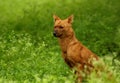 Indian wild dog or Dhole, Cuon alpinus, Nagarhole National park Karnataka, India