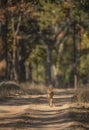 Indian Wild Dog or Dhole at Pench national Park,Madhya Pradesh