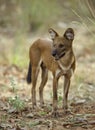 Indian Wild Dog looking out for Prey Royalty Free Stock Photo