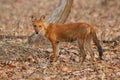 Indian wild dog in the nature habitat in India Royalty Free Stock Photo