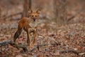 Indian wild dog in the nature habitat in India