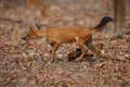 Indian wild dog in the nature habitat in India Royalty Free Stock Photo