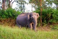 Indian wild Elephant in bandipur national park Royalty Free Stock Photo