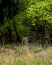 indian wild female tiger panthera tigris with angry face expression growling calling cubs and tail up in natural scenic green Royalty Free Stock Photo