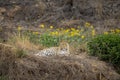 Indian wild male leopard or panther closeup resting with eye contact and yellow flower blossom winter season natural green