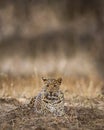 Indian wild male leopard or panther with eye contact during outdoor jungle safari at jhalana forest or leopard reserve jaipur