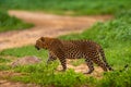 Indian wild male leopard or panther full length side profile prowl or stroll in natural monsoon green season during outdoor jungle Royalty Free Stock Photo