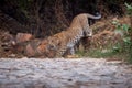 Indian wild male leopard or panther full length side profile on prowl or stroll walking down from hill on track during outdoor Royalty Free Stock Photo