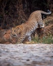 Indian wild male leopard or panther full length side profile on prowl or stroll walking down from hill on track during outdoor Royalty Free Stock Photo