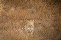 indian wild male leopard or panther or panthera pardus closeup straight looking into camera in dry hot summer season outdoor Royalty Free Stock Photo