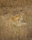 indian wild male leopard or panther or panthera pardus fusca resting in grass in hot summer season outdoor jungle safari at dry Royalty Free Stock Photo