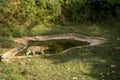 Indian wild male leopard or panther or panthera pardus fusca walking at waterhole during monsoon green season outdoor wildlife Royalty Free Stock Photo