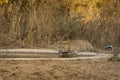 Indian wild male leopard or panther quenching thirst or drinking water from waterhole with eye contact during safari at jhalana Royalty Free Stock Photo