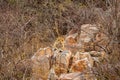 Indian wild male leopard or panther resting on rock Aravalli Range hills at outdoor jungle safari at forest of rajasthan india - Royalty Free Stock Photo