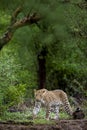 Indian wild male leopard or panther walking head on with an eye contact in natural green background during monsoon season wildlife