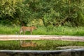 Indian wild male leopard or panther walking with reflection in water at waterhole during monsoon season outdoor wildlife safari at Royalty Free Stock Photo