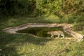 Indian wild male leopard or panther walking with reflection at waterhole during monsoon green season outdoor wildlife safari at Royalty Free Stock Photo