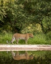 Indian wild male leopard or panther walking with reflection at waterhole during monsoon green season outdoor wildlife safari at Royalty Free Stock Photo