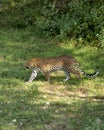 Indian wild male leopard or panther walking or stroll in his territory during monsoon green season outdoor wildlife safari at