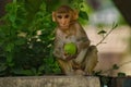 The Indian monkey Royalty Free Stock Photo