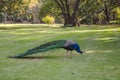 Indian wild peacock Pavo cristatus Royalty Free Stock Photo