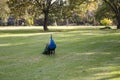 Indian wild peacock Pavo cristatus Royalty Free Stock Photo